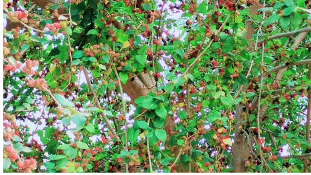 Untitled design (35).png