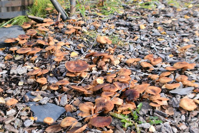 DSC_8332 - mushroom group.jpg