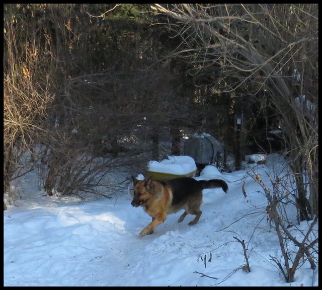 Bruno coming around corner with lilac arch with stick lope stance.JPG