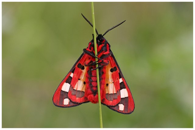 (Arctia villica) Cream-Spot Tiger_Kırmızı Bağ Çadır Tırtılı.jpg