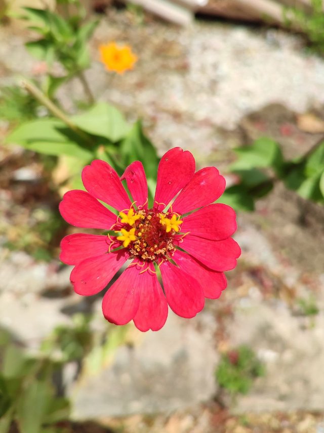 Zinnia Hermosa 1.jpg