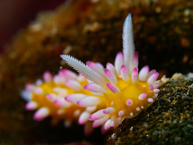 beautiful-unusual-sea-slugs-3__880.jpg