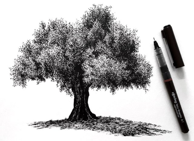 olive-tree-pen-drawing.jpg