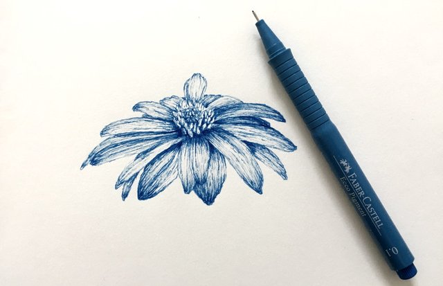 anemone-blanda-drawing.jpg