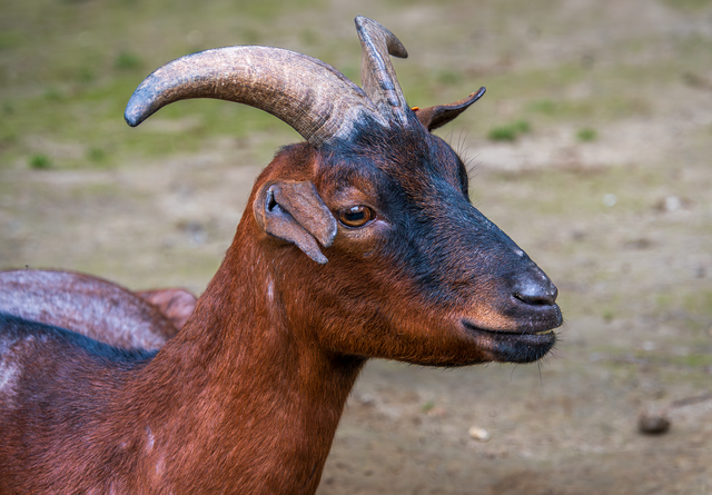 goat-8530691_1280.png