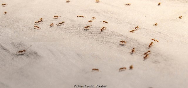 ants on a cloth.jpg