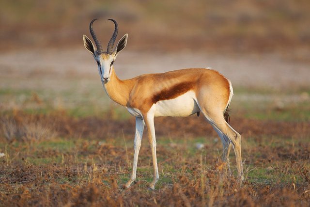 Antidorcas_marsupialis,_male_(Etosha,_2012).jpg