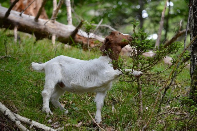 goat-7428027_1280.jpg