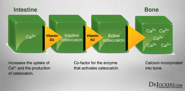 VITAMINK2_InestineBoneBlocks.png