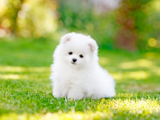 adorable-white-pomeranian-puppy-spitz-921029690-5c8be25d46e0fb000172effe.jpg