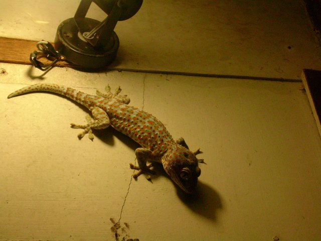 Gecko 01.JPG