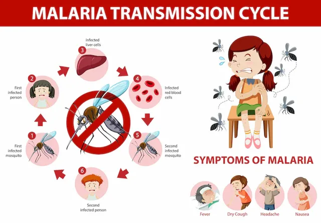 malaria-transmission-cycle-symptom-information-infographic_1308-50068.webp