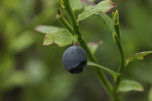 512px-Botanical_Garden_Gothenburg_and_Anggårdsbergen_13.08.2017_European_Blueberry_-_Vaccinium_myrtillus_(23477651048).jpg