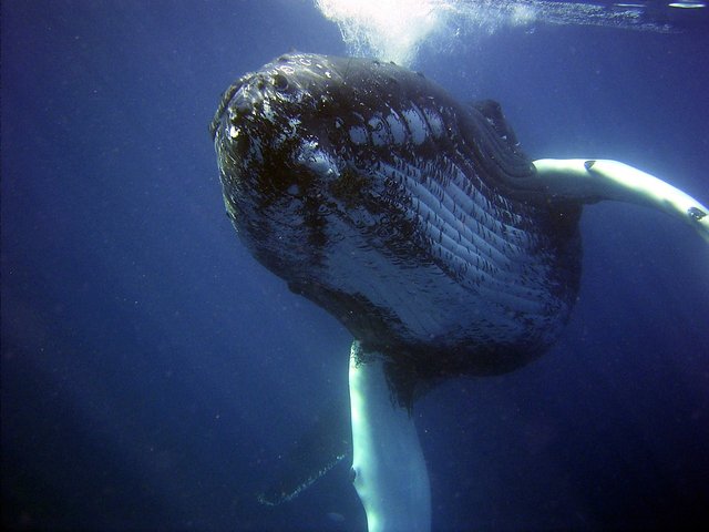 humpback-gc6321a5e9_1280.jpg