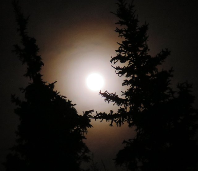 spruce silhouettes in front of full moon with red ring and glow jan 10 2020.JPG