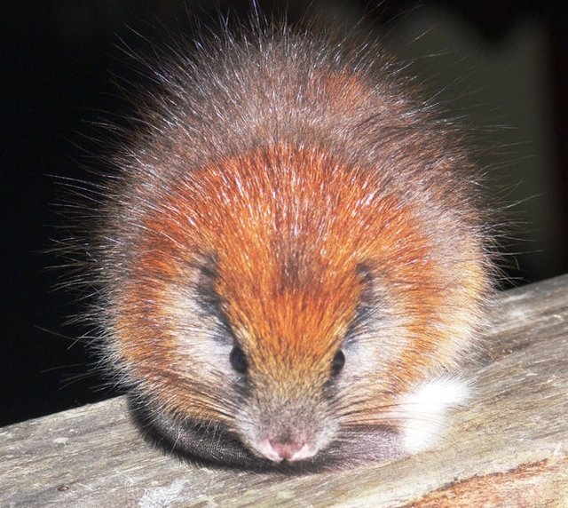 red-crested-tree-rat-flickr-proaves-columbia.jpg