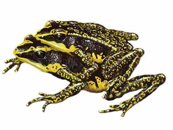 atelopus_cruciger_imagen_02_1.jpg