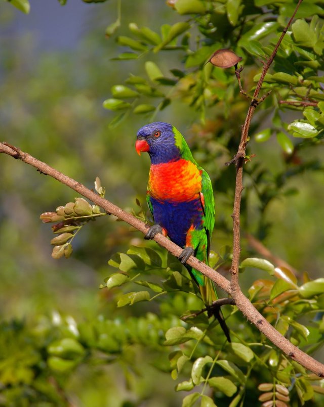 rainbow-lorikeet-parrot-colourful-bird-53104.jpeg