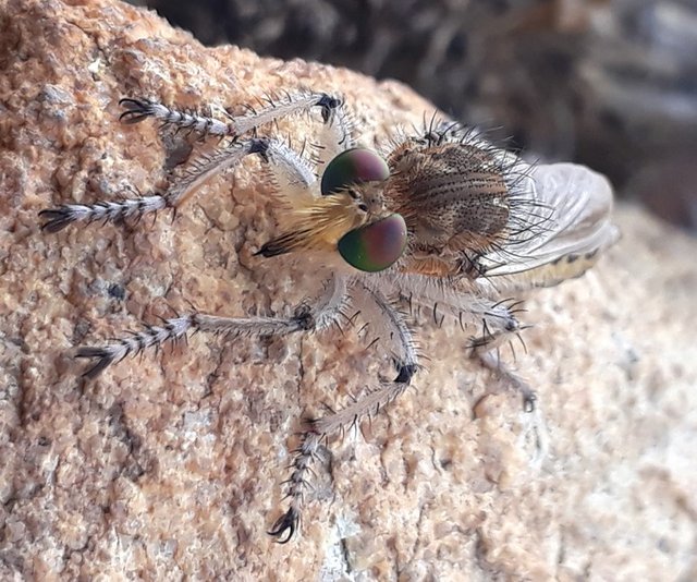 robber fly.jpg