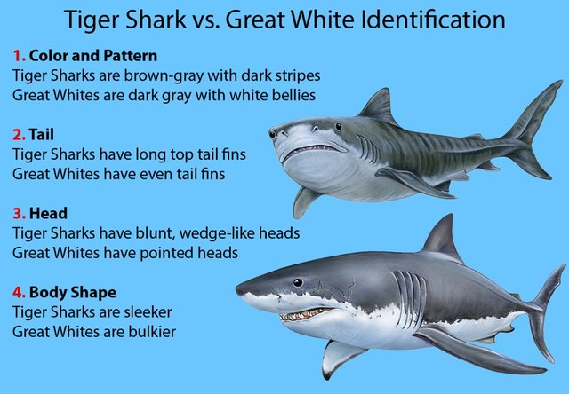 Tiger-Shark-vs.-Great-White-Identification-1024x711.jpg