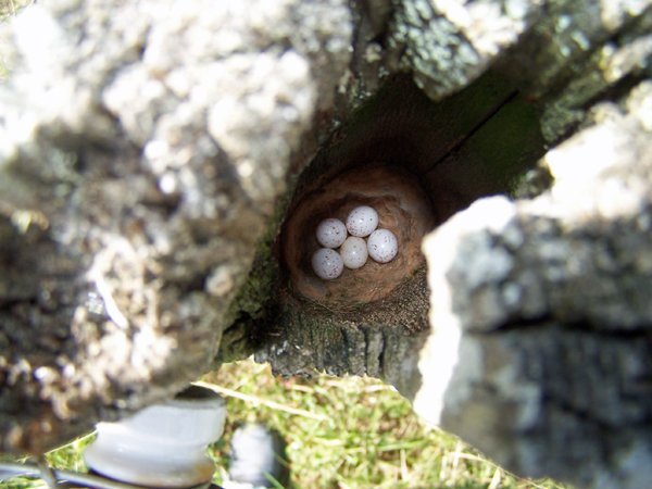 Eggs in nest in post crop June 2018.jpg