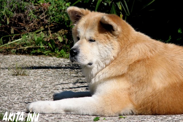 Akita_Inu.jpg