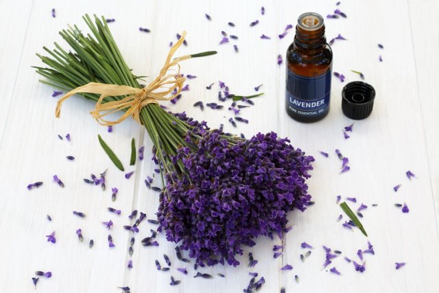 lavender essential oil.jpg