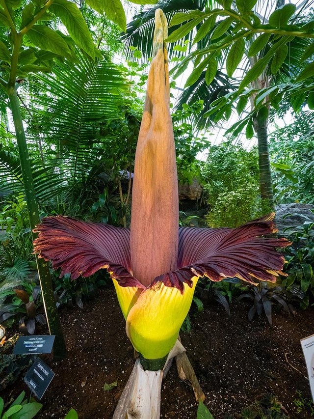 1024px-Corpse_Flower_(Amorphophallus_Titanum)_5_of_5.jpg