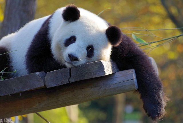 panda-3857754_1280.jpg