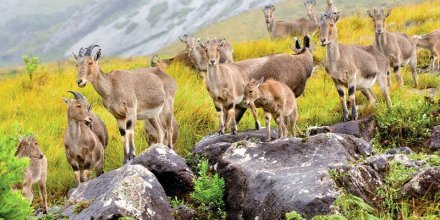 DbDmGp71pHRDTOf4_Nilgiri-Tahr-group.jpg.jpg