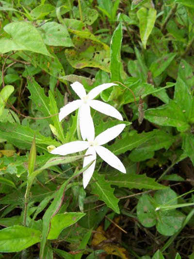 white flower.jpg