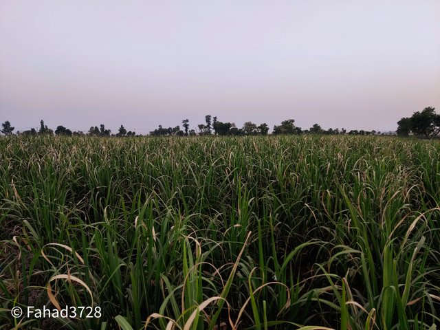 IMG_20250613_191324.jpg