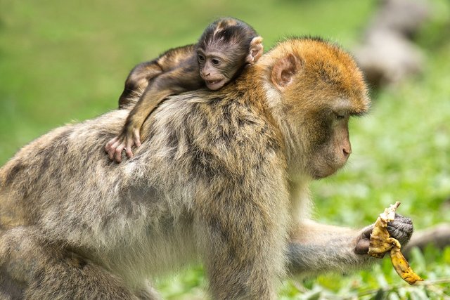 barbary-macaques-450149_1280.jpg