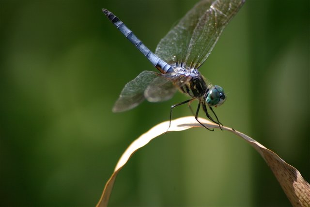 dragonfly close.jpg