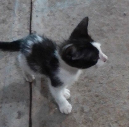 gatico2210922.jpg