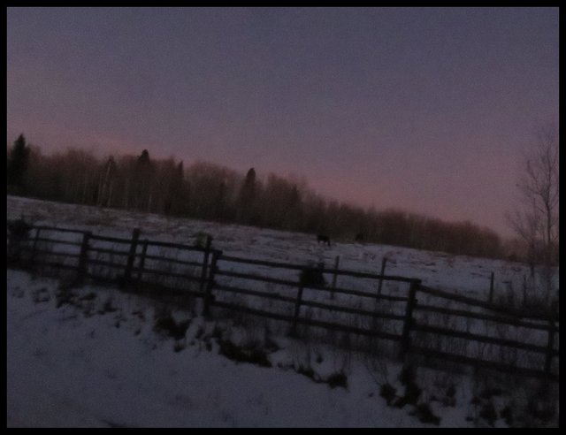 last of pink light showing in sky above the pasture and fence.JPG