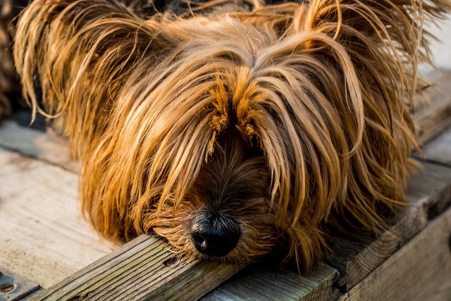 yorkshire-terrier-320833_1920.jpg