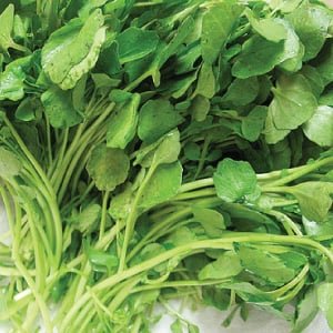 Watercress-Seed (1).jpg