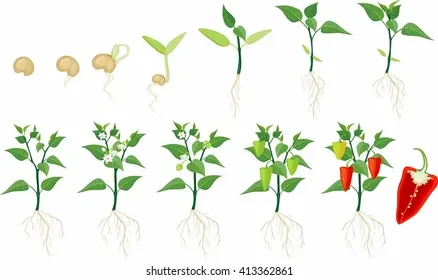 pepper-growing-stage-260nw-413362861.webp