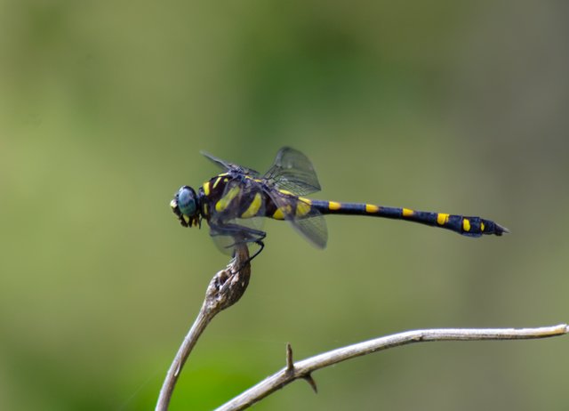 _AHW0880.jpg