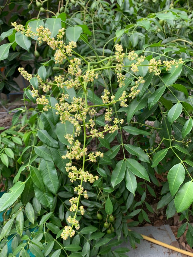fruit16.jpg