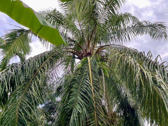 IMG_0285.jpeg
