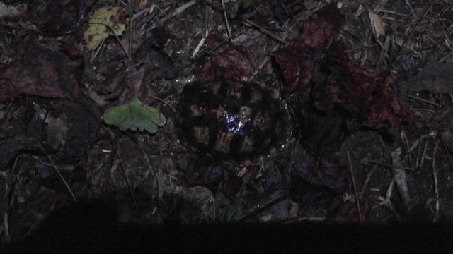 20160919_194730 Eastern Box Turtle.jpg