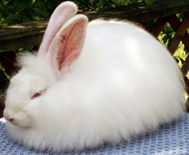 conejo-angora-frances.jpg