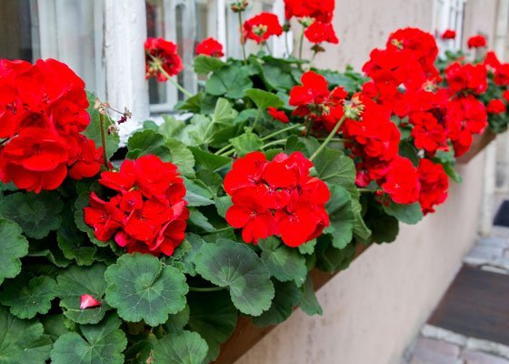 geranium-plants.jpg