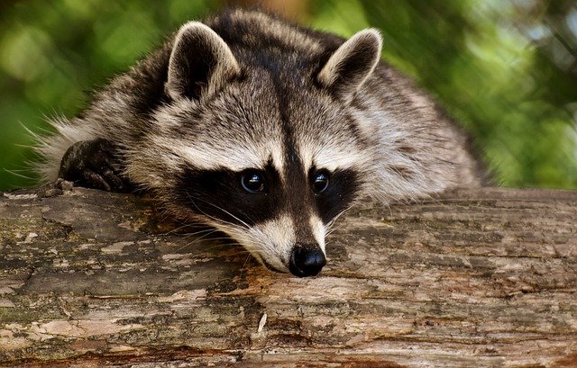 raccoon-3538081_640.jpg