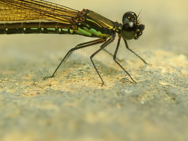 IMG_20240601_130741.jpg
