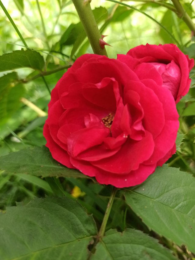 IMG_20250720_125851.jpg