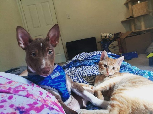 brown puppy and orange cat.jpg