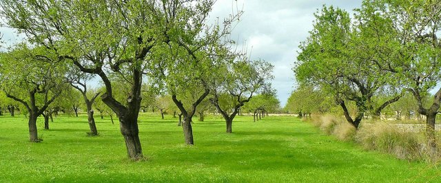 olive-trees-517437_1920.jpg